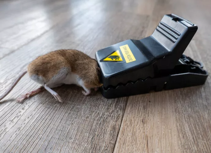 British customers found us through the Internet to customize high-quality mouse traps