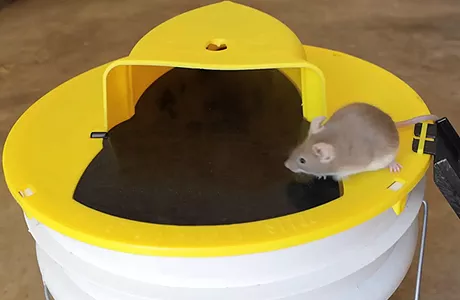 How the Slide Mouse Trap Traps Rats
