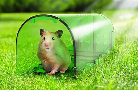 Choose from several types of humane mouse traps